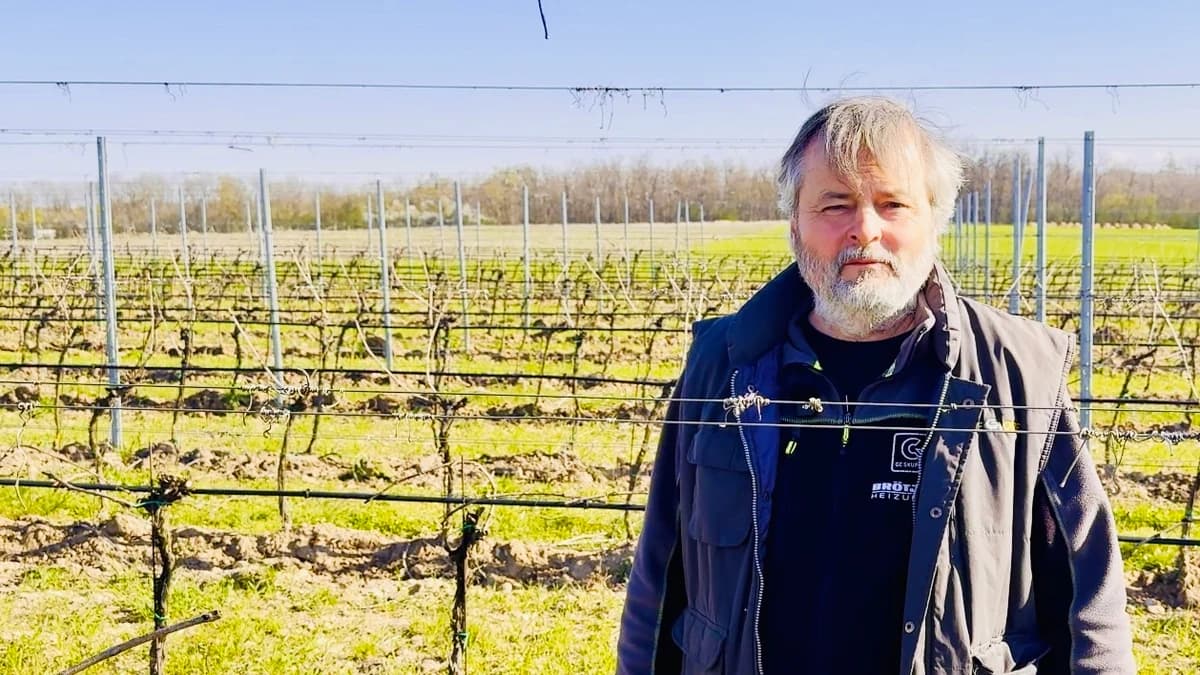 Trellising a vineyard: Pruning shears or wire? Which is quicker?