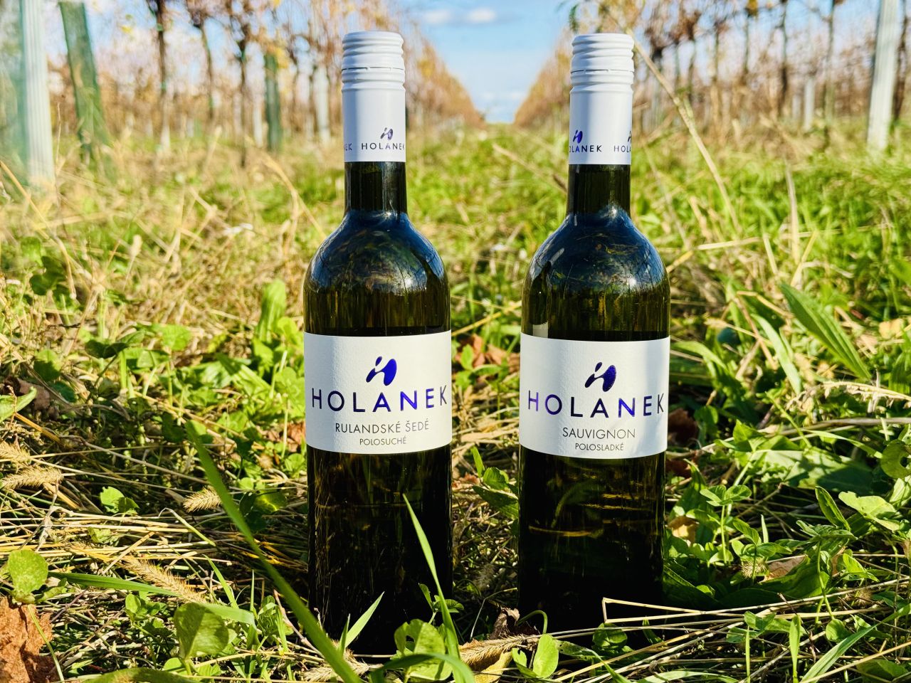 AKCE - Sauvignon polosladký, Rulandské šedé polosuché