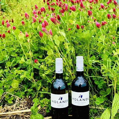 AKCE - Hibernal a Tramín červený