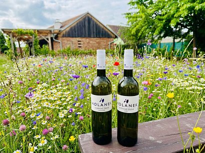 AKCE - Veltlínské zelené a Sylvánské zelené